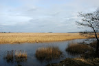 zielone trawy